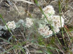 Helichrysum spiralepis