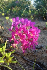 Pelargonium incrassatum