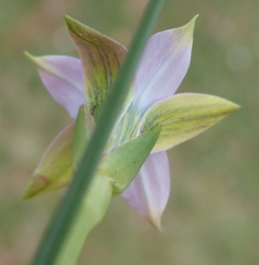 Romulea rosea australis