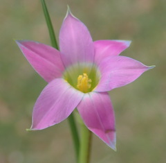 Romulea rosea australis