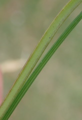 Romulea rosea australis