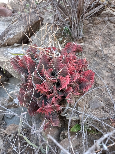Haworthia viscosa (L.) Haw. 2