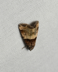 Cobubatha dividua