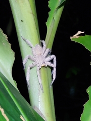 Heteropoda pingtungensis