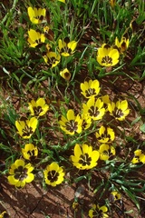 Hesperantha vaginata