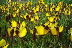 Hesperantha vaginata