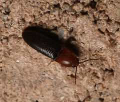 Anchastus bicolor