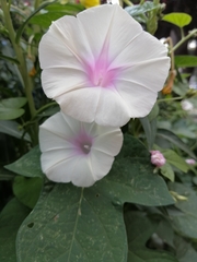 Ipomoea purpurea