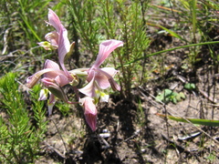 Gladiolus virescens