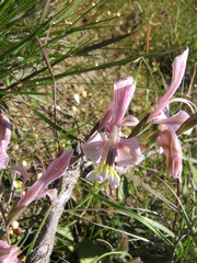 Gladiolus virescens