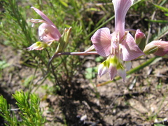 Gladiolus virescens