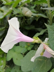 Ipomoea purpurea