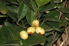 Elaeodendron croceum