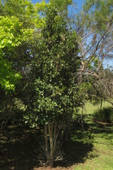 Elaeodendron croceum