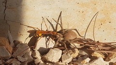 Cryptocheilus annulatus