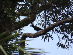Corvus enca