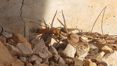 Cryptocheilus annulatus