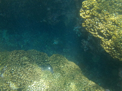 Diodon hystrix