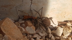 Cryptocheilus annulatus