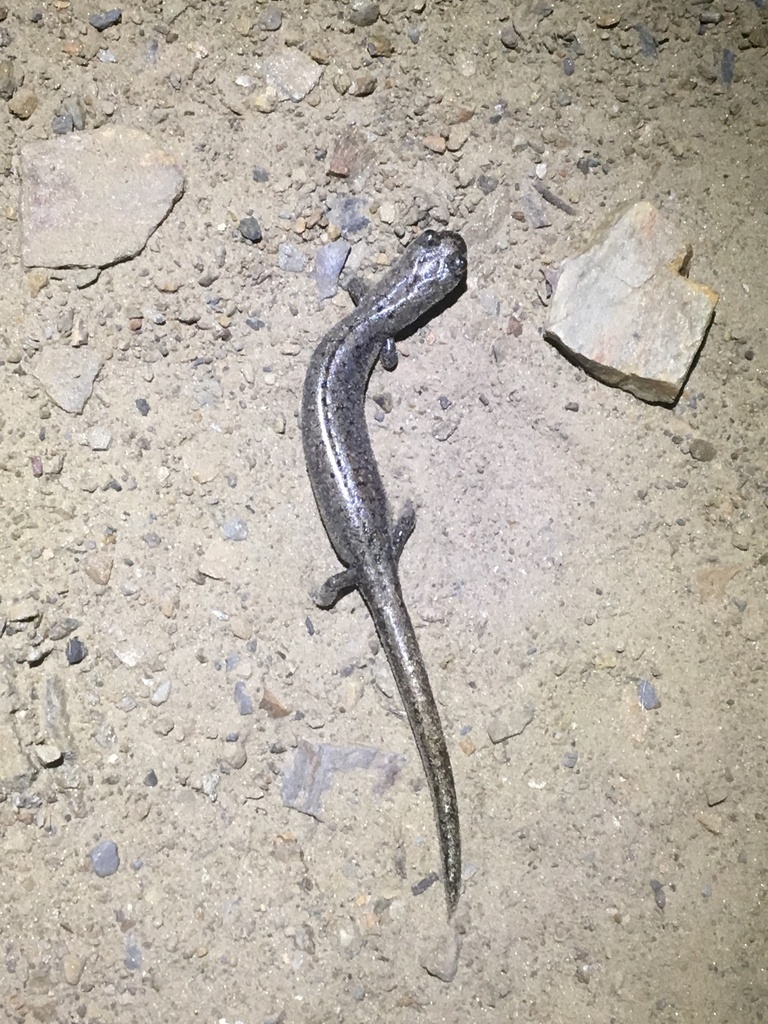 Kern Plateau Slender Salamander In May 2017 By Erickson Smith · Inaturalist 