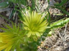 Berkheya carlinoides