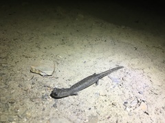 Batrachoseps robustus