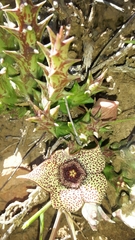Orbea verrucosa