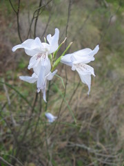 Gladiolus gracilis
