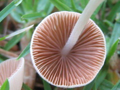 Conocybe apala albipes
