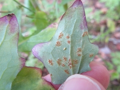 Puccinia maculosa