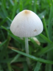 Conocybe apala albipes
