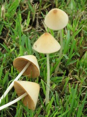 Conocybe apala albipes