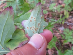 Puccinia maculosa