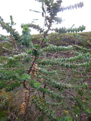 Cliffortia reniformis