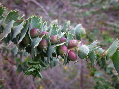 Cliffortia reniformis