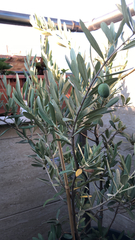 Olea europaea