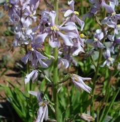 Cyanella orchidiformis