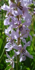 Cyanella orchidiformis