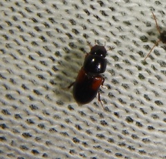 Nialus varians