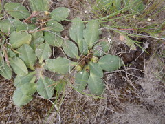 Euphorbia ecklonii