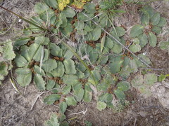 Euphorbia ecklonii