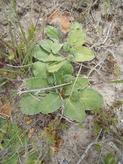 Euphorbia ecklonii