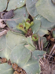 Euphorbia ecklonii