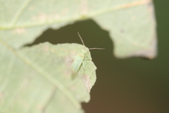 Orthotylus marginalis