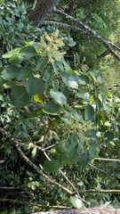 Oreopanax guatemalensis