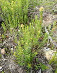 Penaea cneorum cneorum