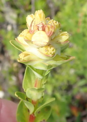 Penaea cneorum cneorum