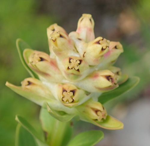 Penaea cneorum (Penaea cneorum)