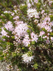Agathosma riversdalensis