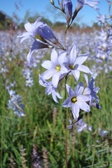 Ixia rapunculoides